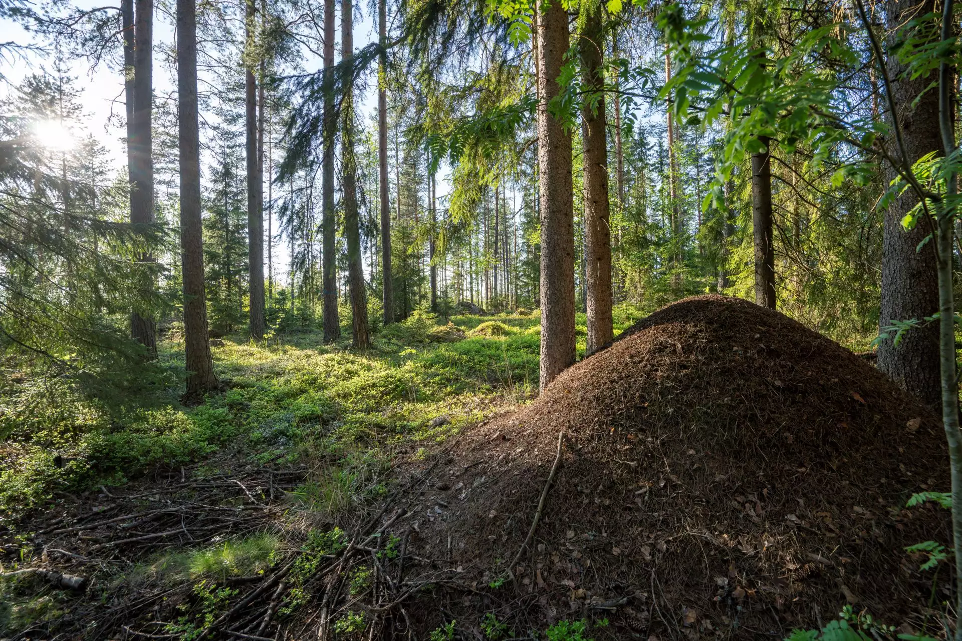 metsämaisema